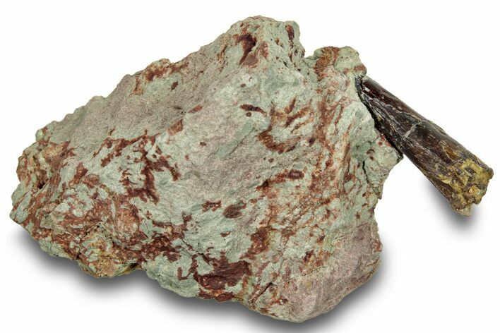 Spinosaurus Tooth In Situ - Dekkar Formation, Morocco #252263